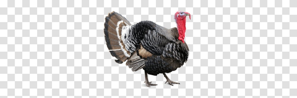 Turkey, Animals, Turkey Bird, Poultry, Fowl Transparent Png