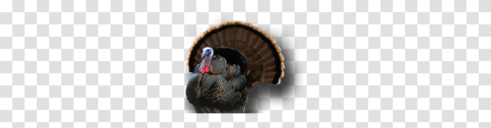 Turkey, Animals, Turkey Bird, Poultry, Fowl Transparent Png