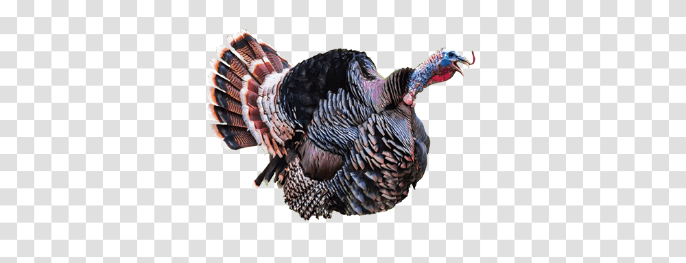 Turkey, Animals, Turkey Bird, Poultry, Fowl Transparent Png