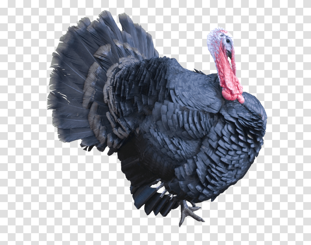 Turkey Background Bird Spirit Animal Oracle Turkey, Turkey Bird, Poultry, Fowl, Chicken Transparent Png