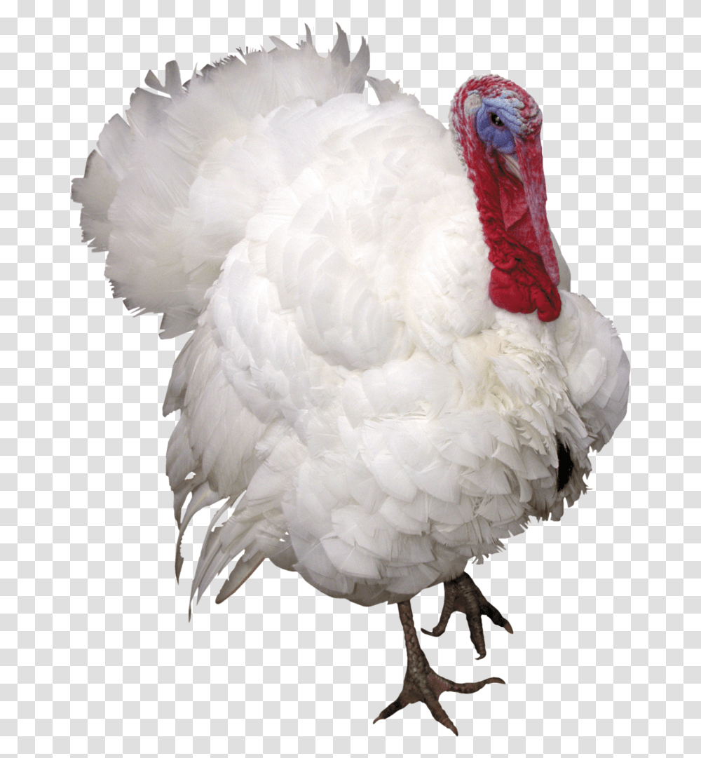 Turkey Background Bird Turkey Background, Turkey Bird, Poultry, Fowl, Animal Transparent Png