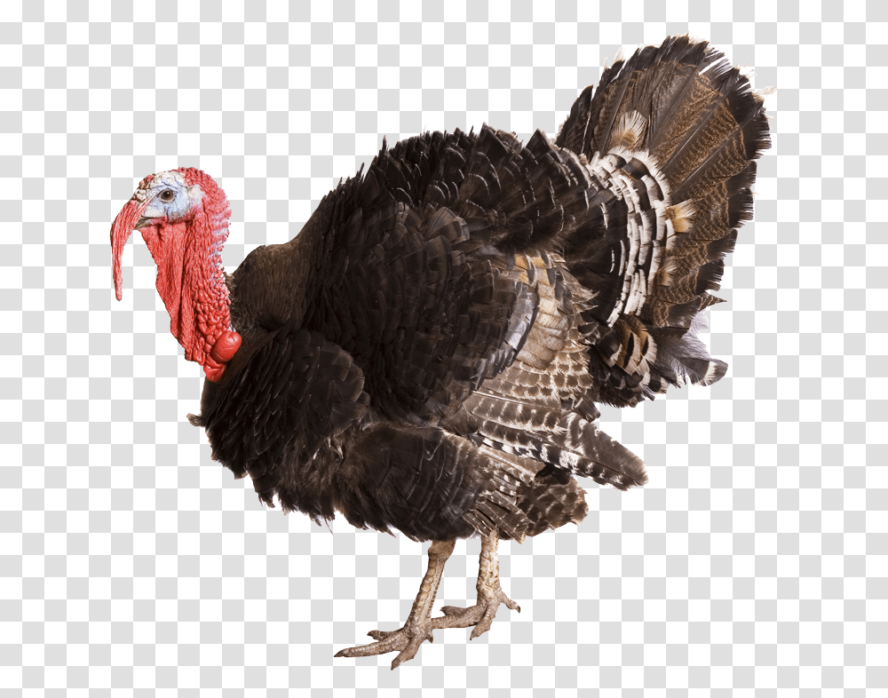 Turkey Background, Turkey Bird, Poultry, Fowl, Animal Transparent Png