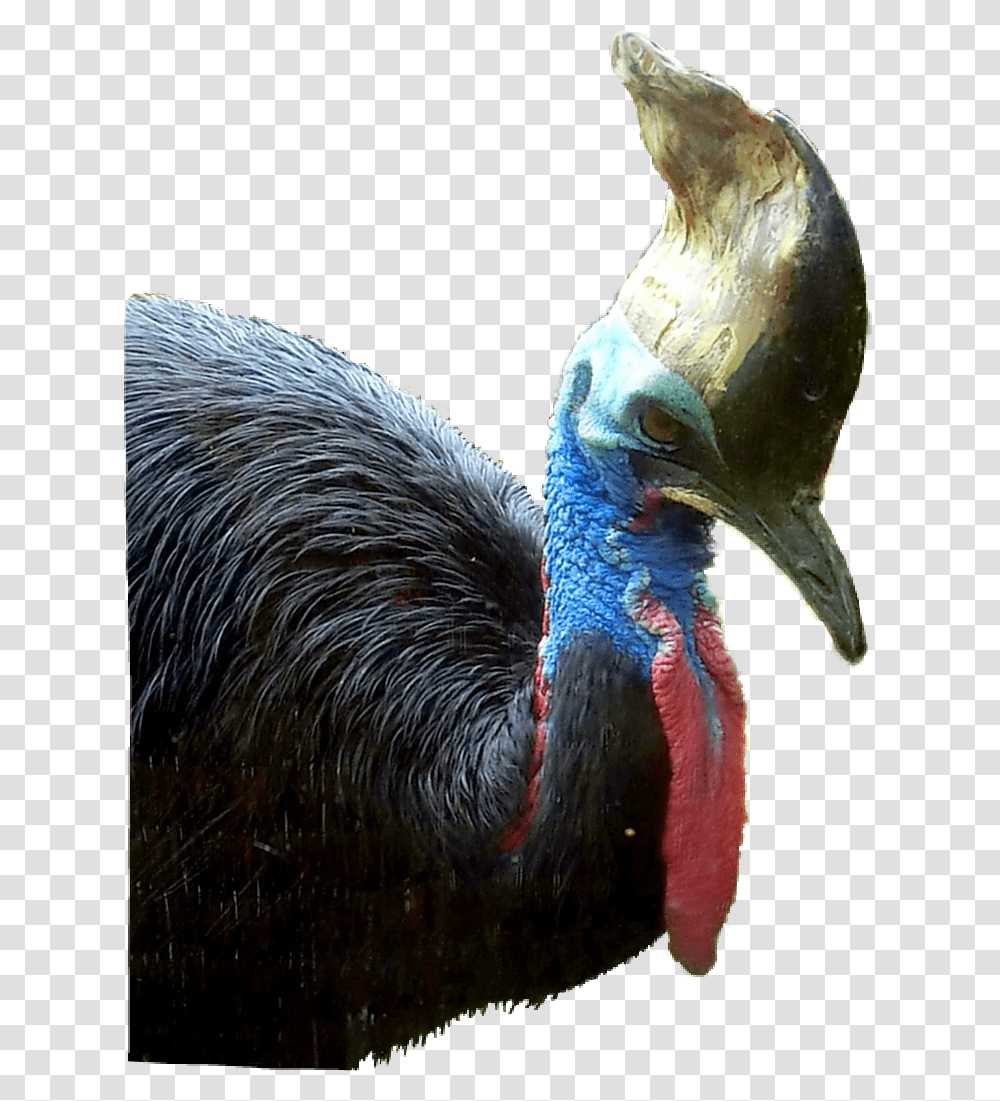 Turkey, Beak, Bird, Animal, Bear Transparent Png