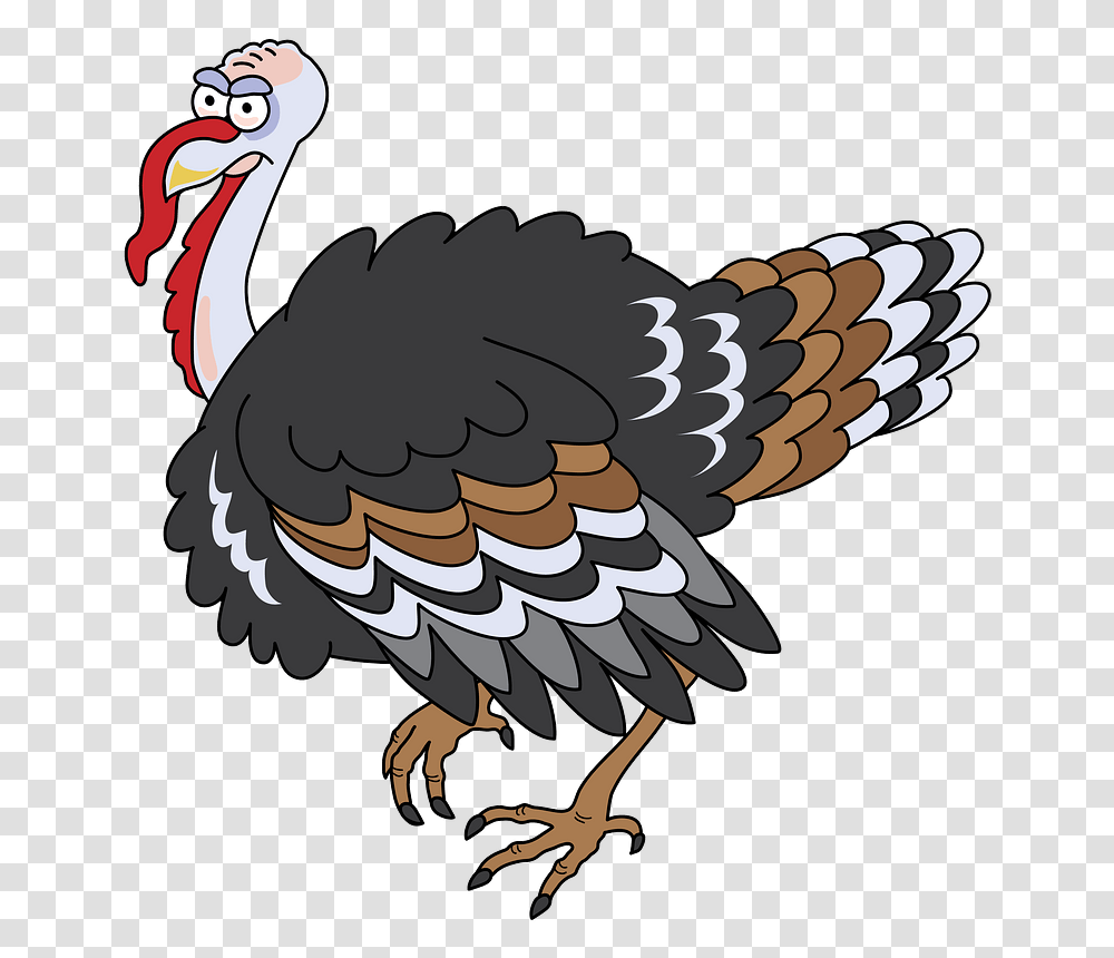 Turkey, Bird, Animal, Beak, Turkey Bird Transparent Png