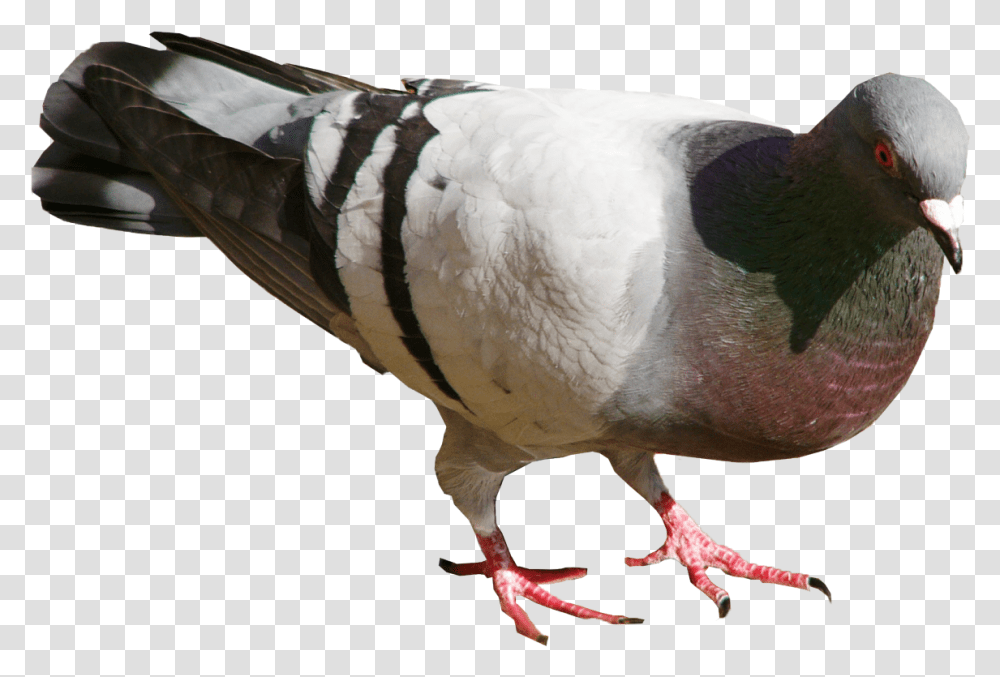 Turkey, Bird, Animal, Pigeon, Dove Transparent Png
