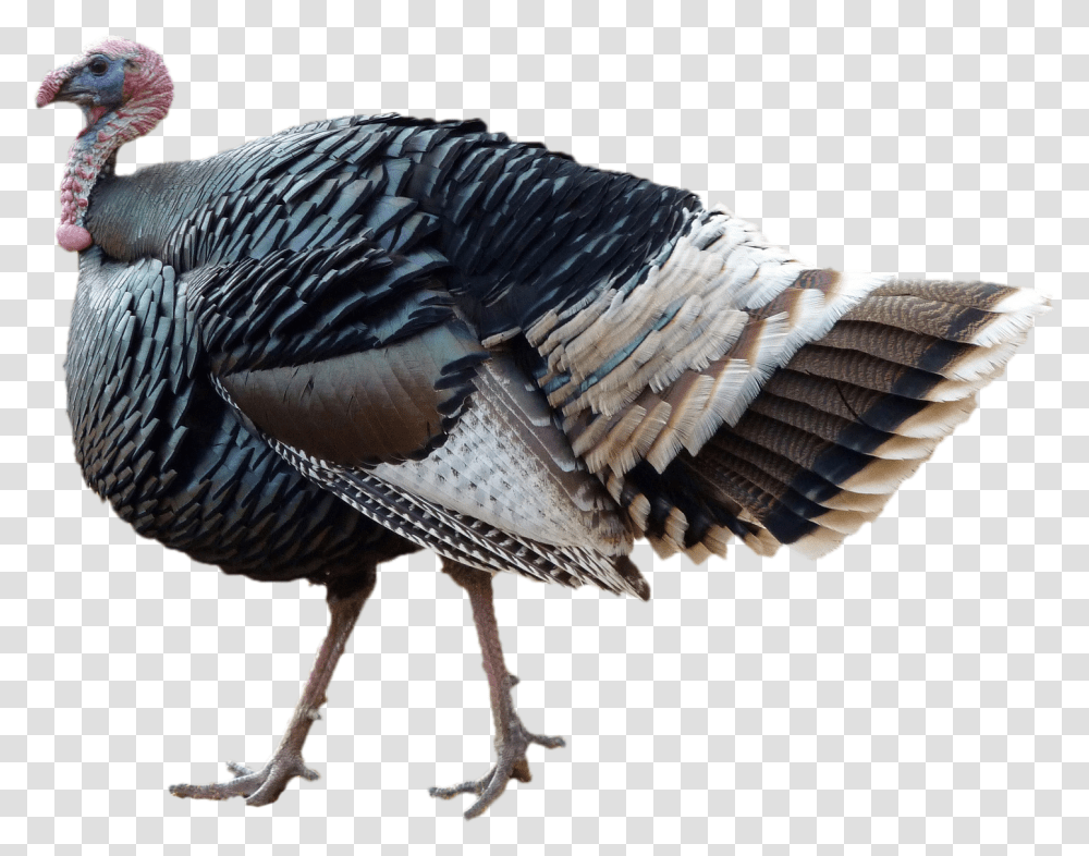 Turkey, Bird, Animal, Turkey Bird, Poultry Transparent Png