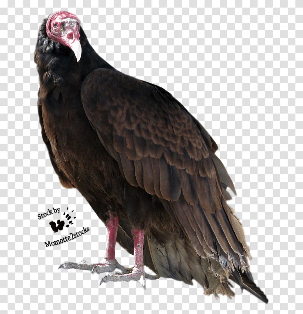 Turkey Bird High Turkey Vulture Background, Animal, Condor Transparent Png