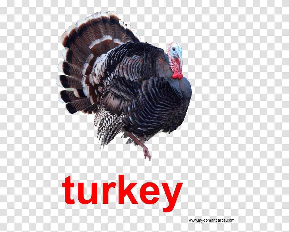 Turkey Bird Image Real Picture Of A Turkey, Poultry, Fowl, Animal, Chicken Transparent Png
