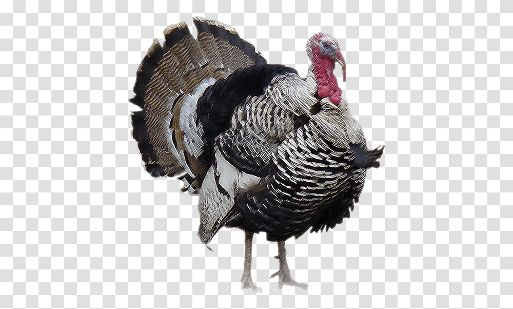 Turkey Bird Image With Background Turkey Peru Animal, Poultry, Fowl, Chicken Transparent Png