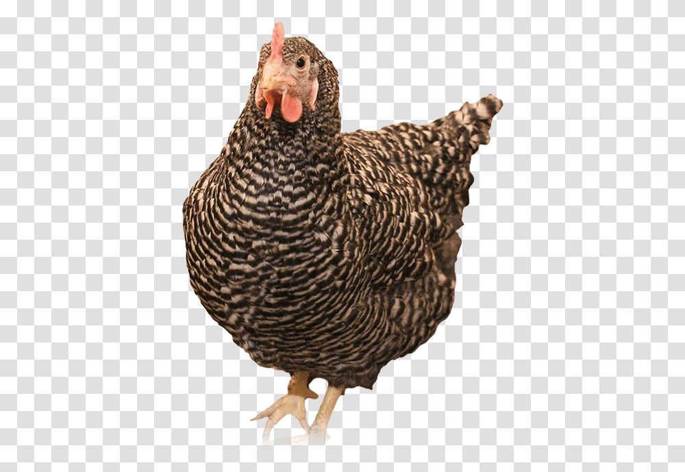 Turkey, Chicken, Poultry, Fowl, Bird Transparent Png