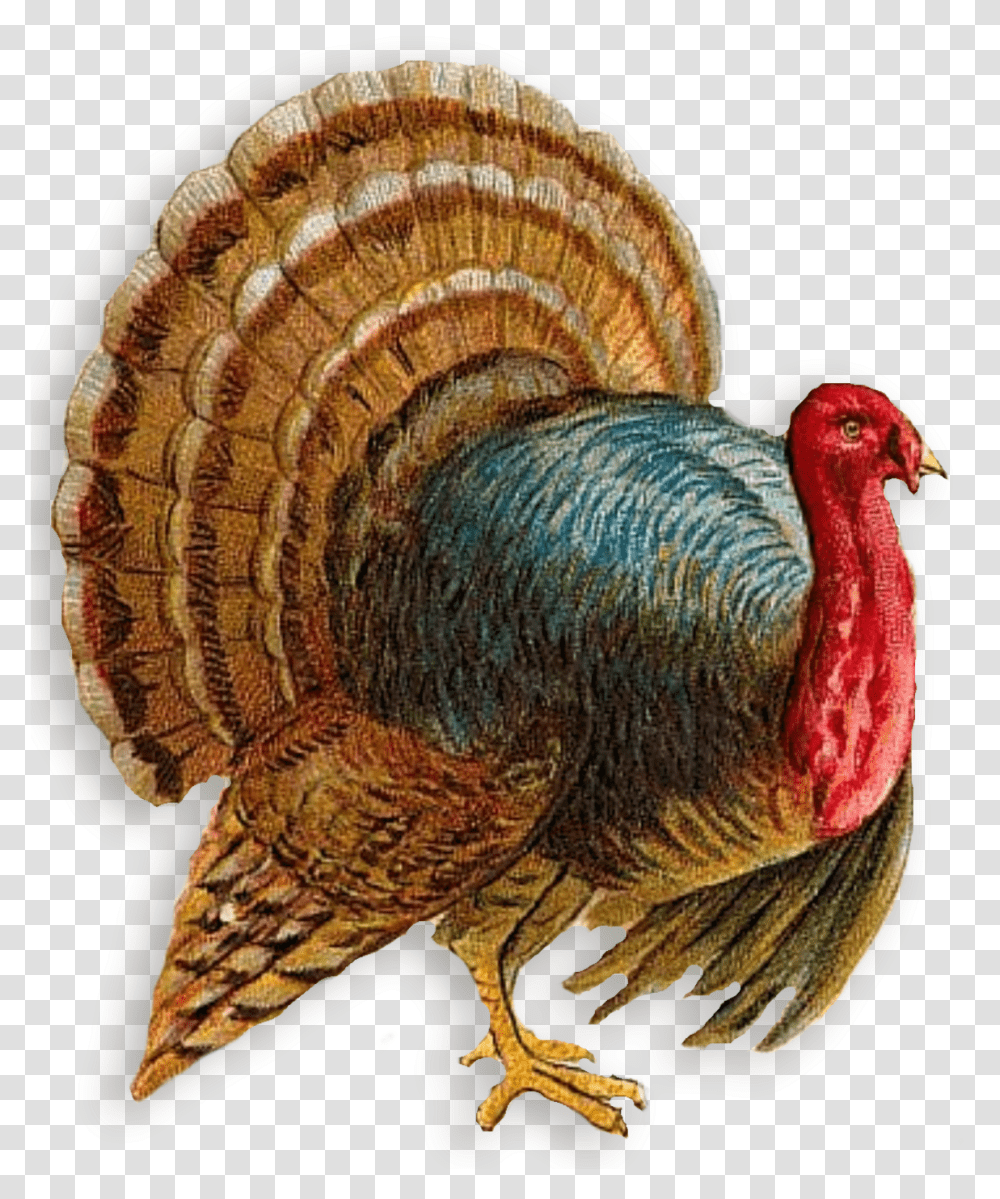 Turkey Clip Art Background, Turkey Bird, Poultry, Fowl, Animal Transparent Png