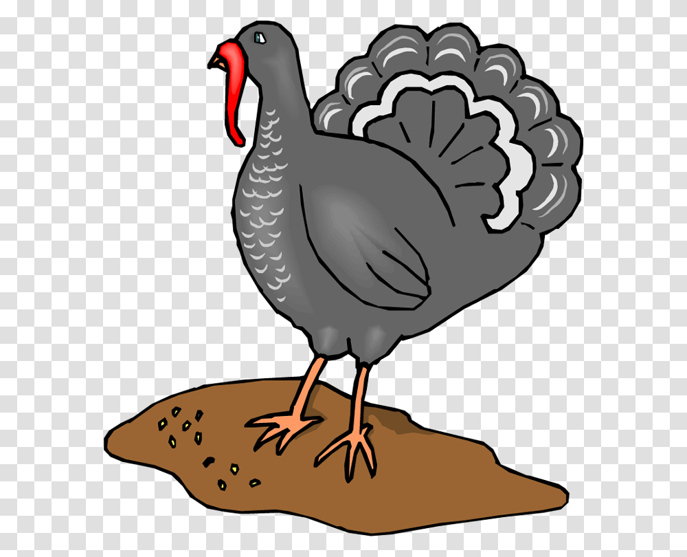 Turkey Clipart, Animal, Bird, Fowl, Poultry Transparent Png