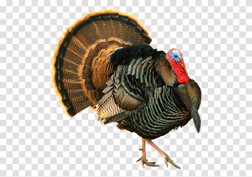 Turkey Feathers Black And White Strutting Turkey, Fowl, Bird, Animal, Poultry Transparent Png