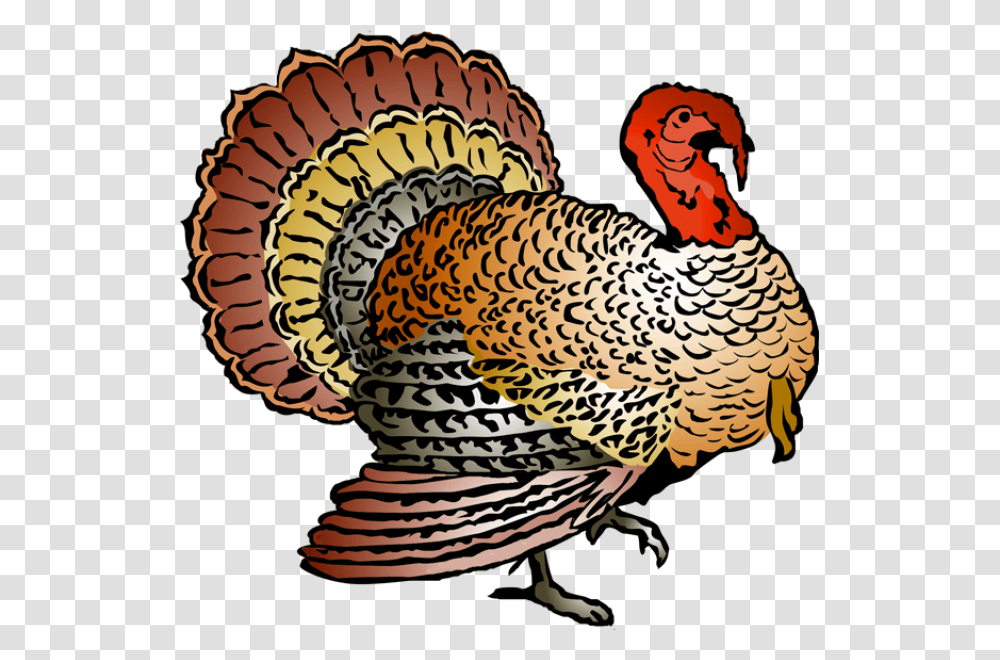 Turkey Free Thanksgiving Clipart, Chicken, Poultry, Fowl, Bird Transparent Png