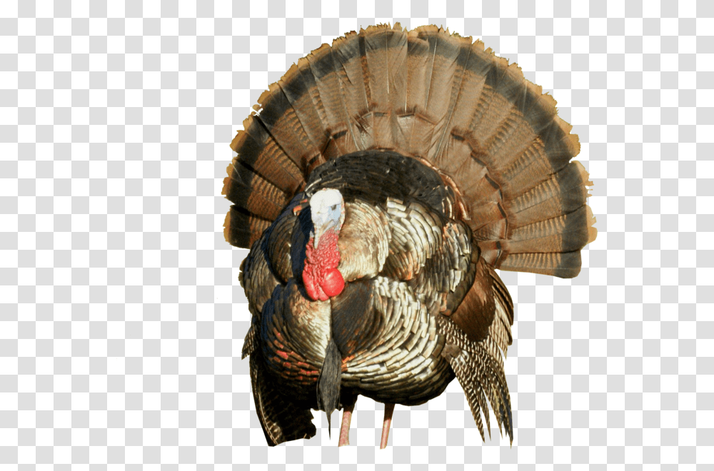 Turkey Hd, Turkey Bird, Poultry, Fowl, Animal Transparent Png