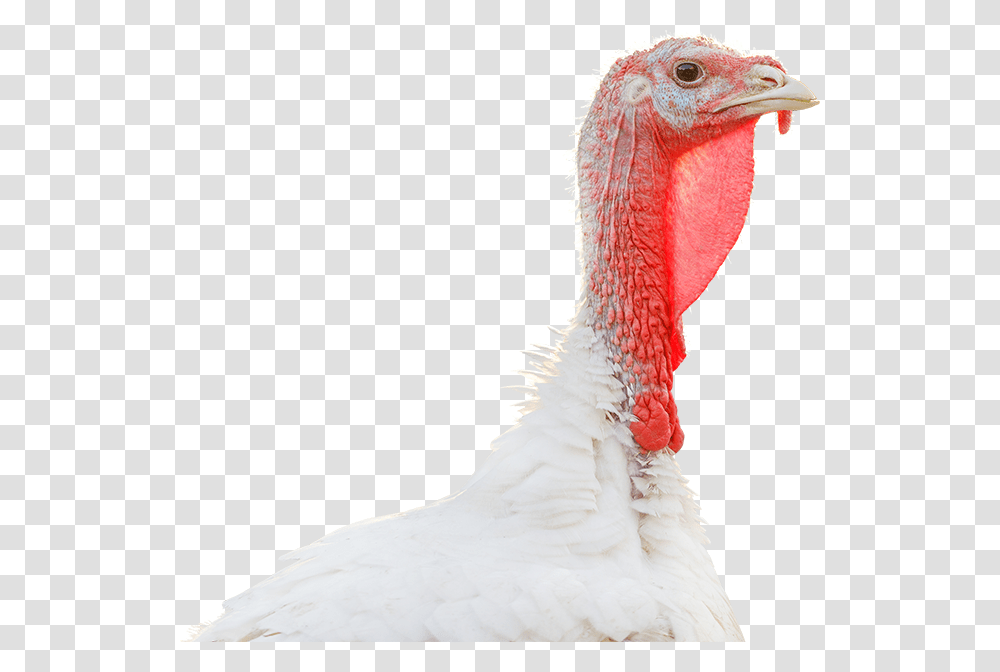 Turkey Head, Turkey Bird, Poultry, Fowl, Animal Transparent Png