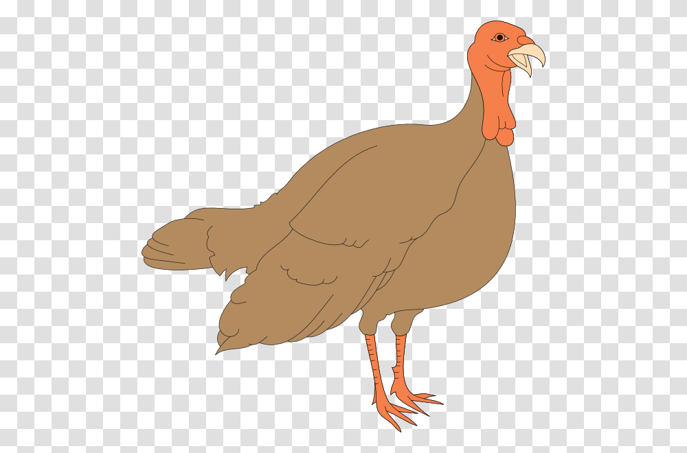 Turkey Hen Clipart, Animal, Bird, Fowl, Poultry Transparent Png