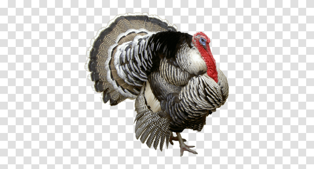 Turkey Image Collection Free To Turkey, Turkey Bird, Poultry, Fowl, Animal Transparent Png