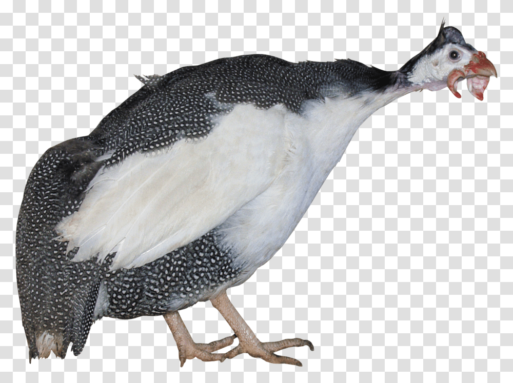 Turkey Image Free Download Penguin, Bird, Animal, Beak Transparent Png
