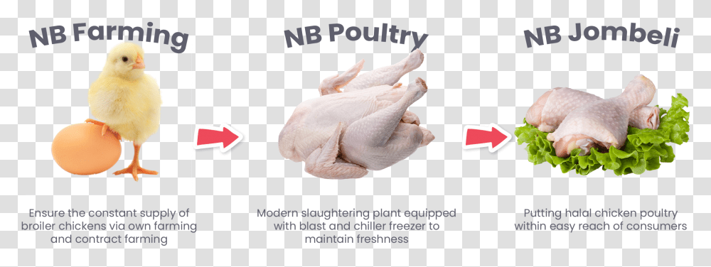 Turkey Meat, Bird, Animal, Poultry Transparent Png