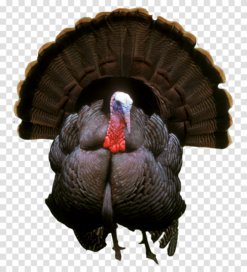 Turkey Photos Turkey, Turkey Bird, Poultry, Fowl, Animal Transparent Png