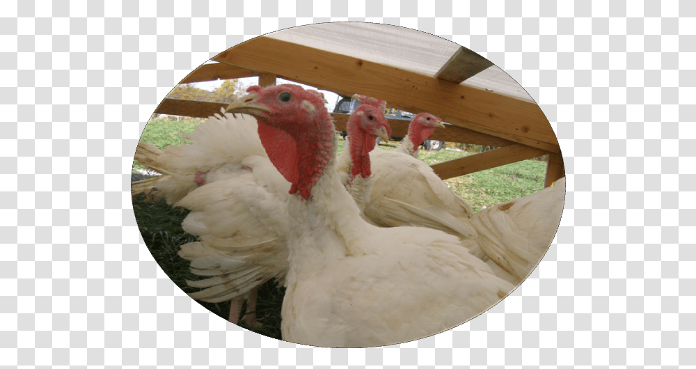 Turkey, Poultry, Fowl, Bird, Animal Transparent Png