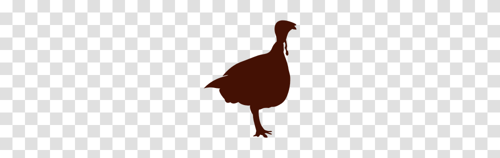 Turkey Silhouette, Bird, Animal, Fowl, Poultry Transparent Png