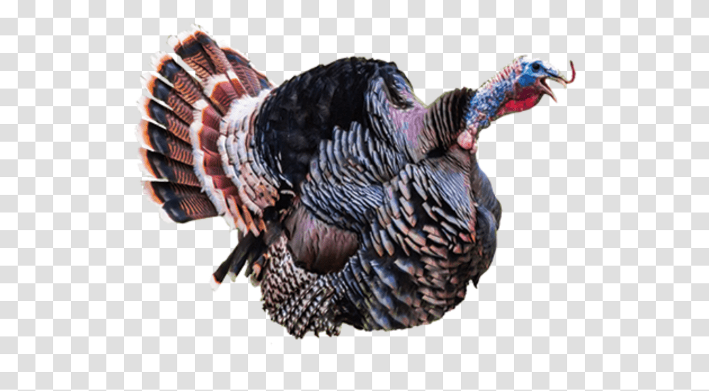 Turkey Sound, Turkey Bird, Poultry, Fowl, Animal Transparent Png