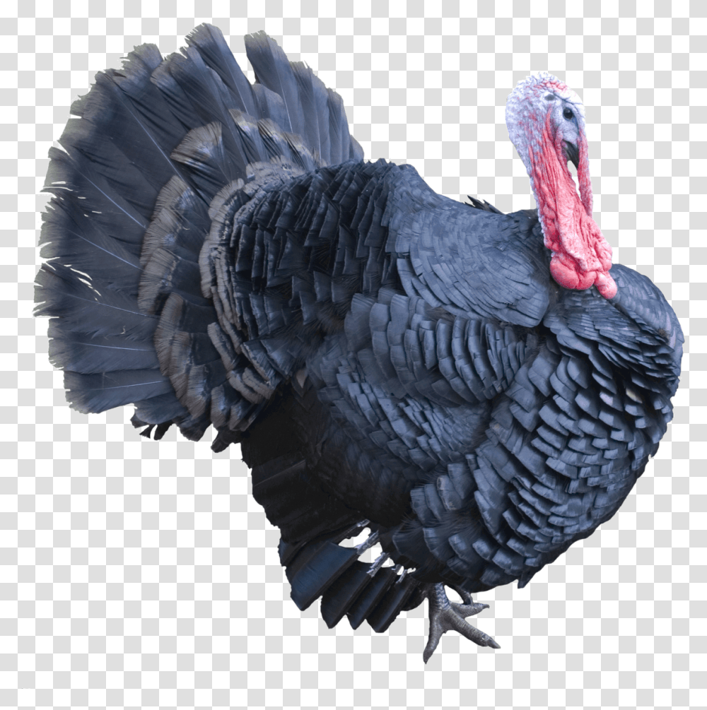 Turkey Spirit Animal Oracle Turkey, Turkey Bird, Poultry, Fowl, Chicken Transparent Png