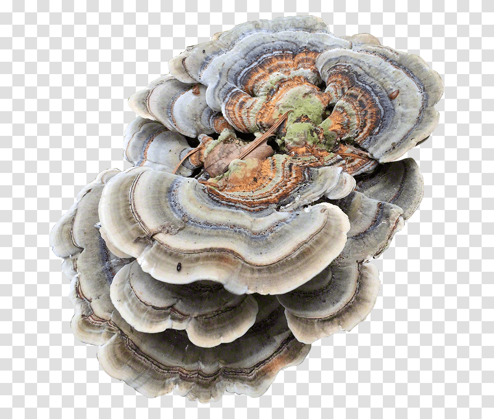 Turkey Tail Plug Spawn Turkey Tail Mushroom, Fungus, Plant, Agaric, Amanita Transparent Png