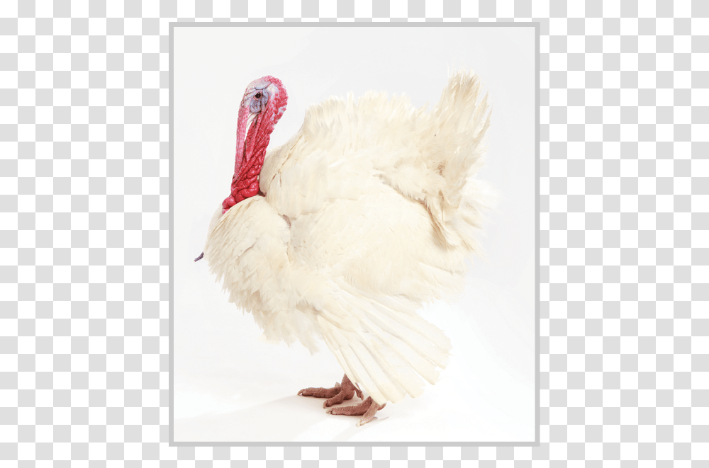 Turkey, Turkey Bird, Poultry, Fowl, Animal Transparent Png