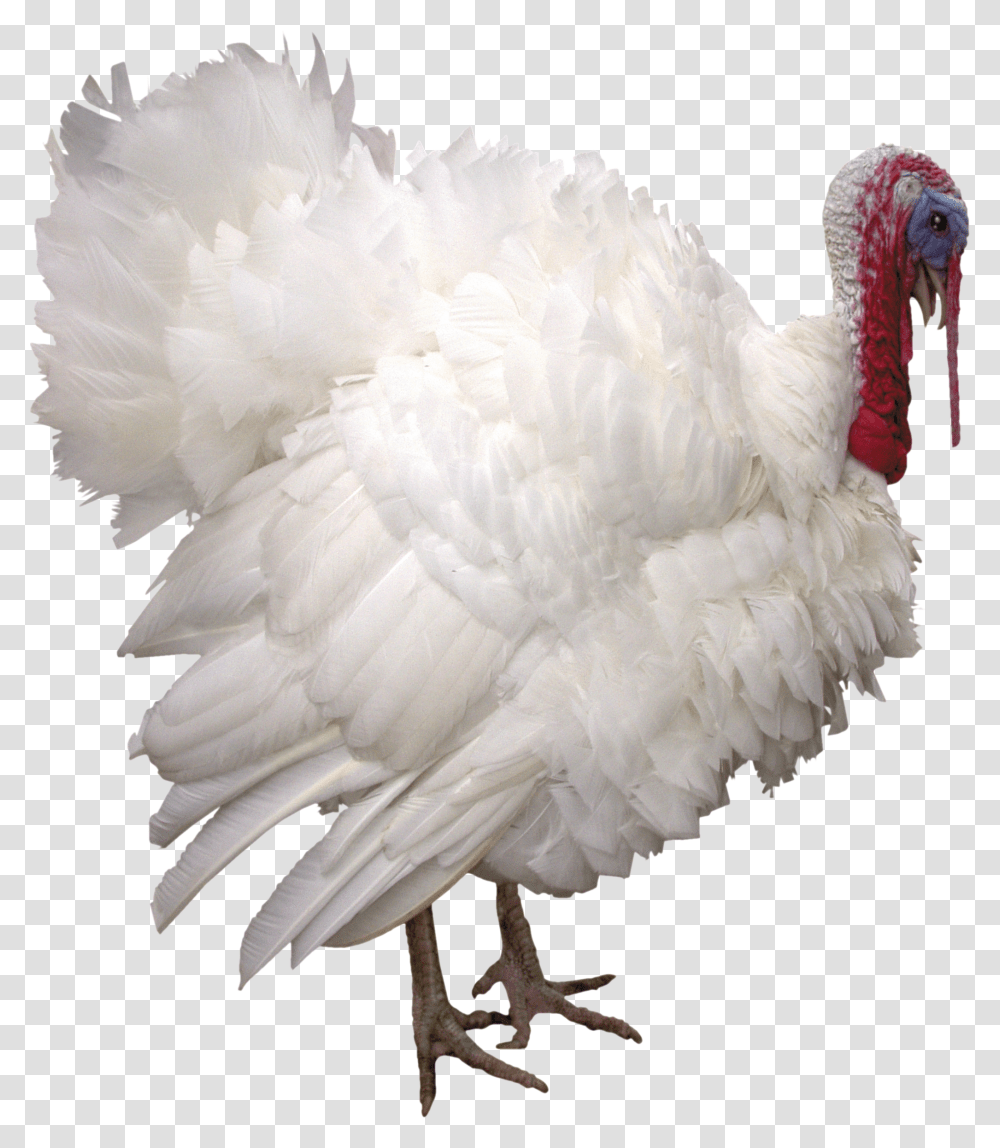 Turkey Turkey On White Background, Fowl, Bird, Animal, Poultry Transparent Png