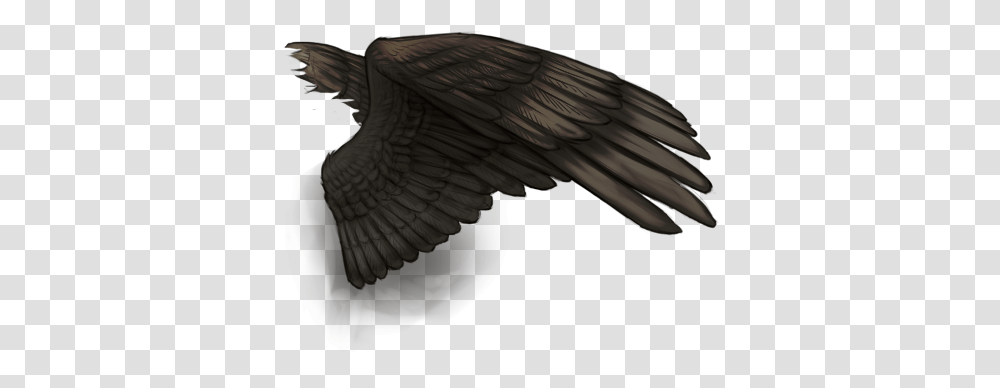 Turkey Vulture, Bird, Animal, Angel Transparent Png