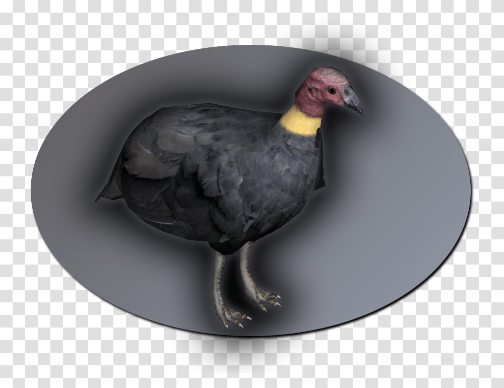 Turkey, Vulture, Bird, Animal, Condor Transparent Png