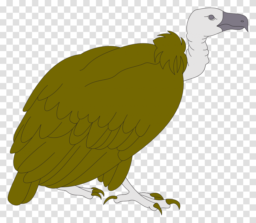 Turkey Vulture Clipart, Bird, Animal, Beak, Tennis Ball Transparent Png