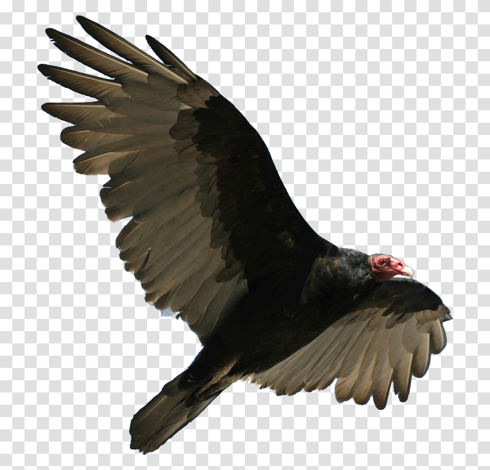 Turkey Vulture Flying Turkey Vulture, Bird, Animal, Condor, Buzzard Transparent Png