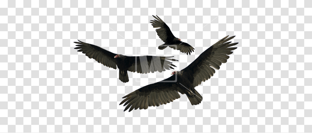 Turkey Vulture Isolated, Bird, Animal, Condor, Flying Transparent Png