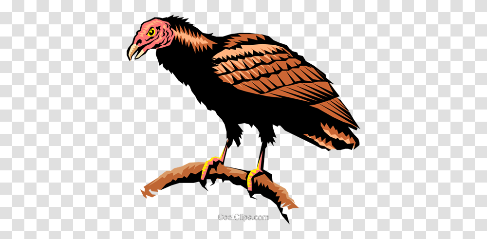 Turkey Vulture Royalty Free Vector Clip Art Illustration, Bird, Animal, Condor, Beak Transparent Png