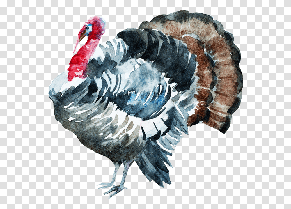 Turkey Watercolor, Turkey Bird, Poultry, Fowl, Animal Transparent Png