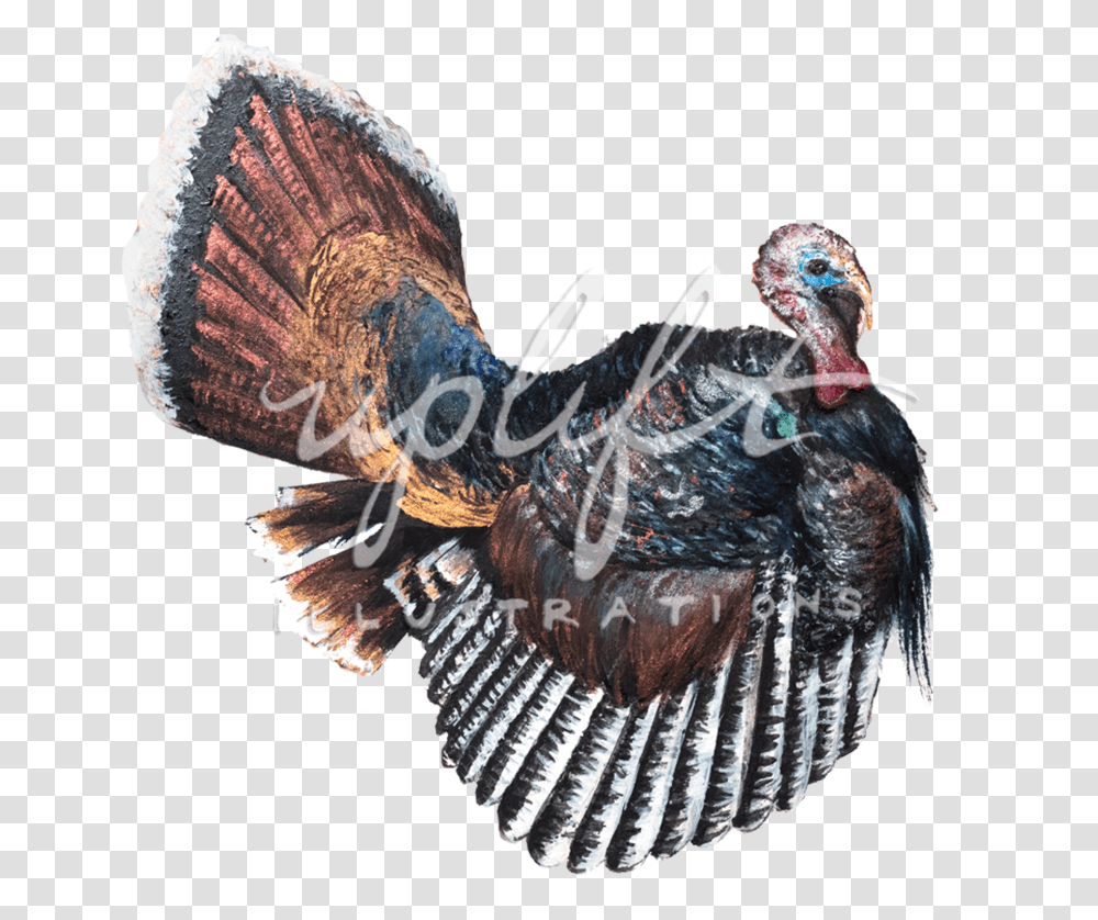 Turkey Wild Turkey, Animal, Bird, Turkey Bird, Poultry Transparent Png
