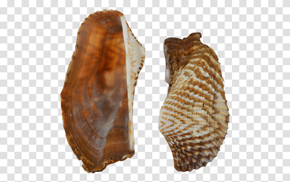 Turkey Wing Shells Seashells 2 2 Shell, Bread, Food, Sea Life, Animal Transparent Png