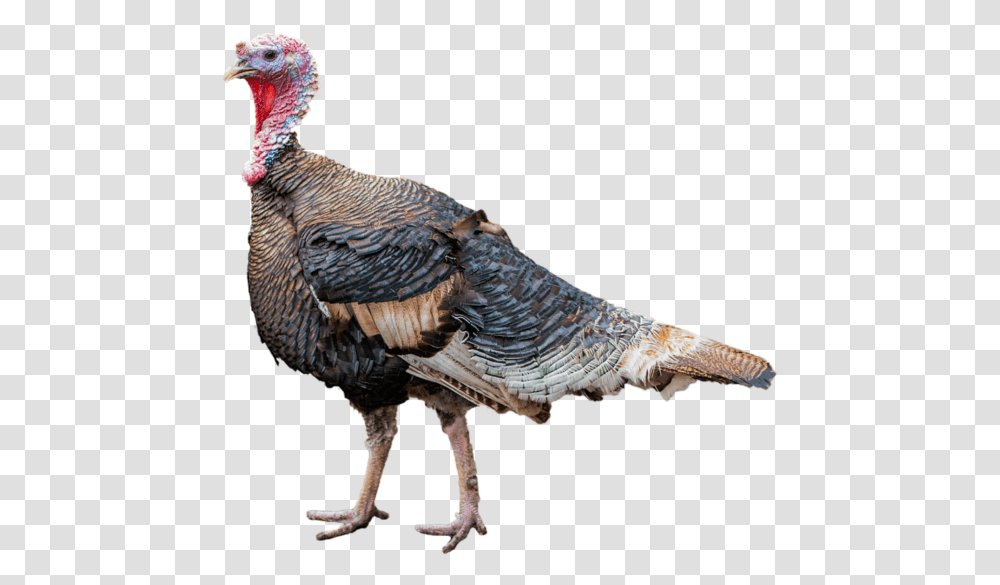 Turkey With Clear Background, Bird, Animal, Fowl, Poultry Transparent Png