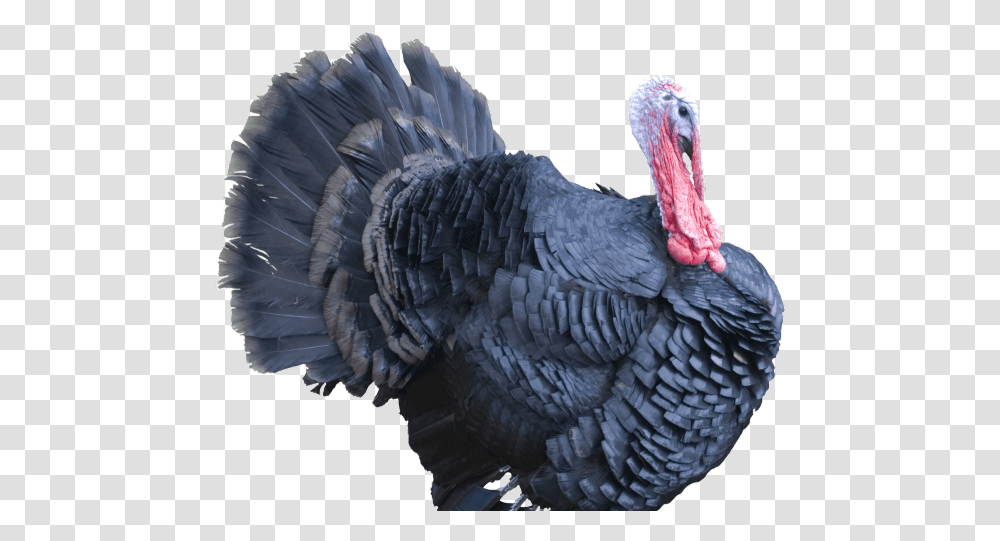 Turkeys, Turkey Bird, Poultry, Fowl, Animal Transparent Png