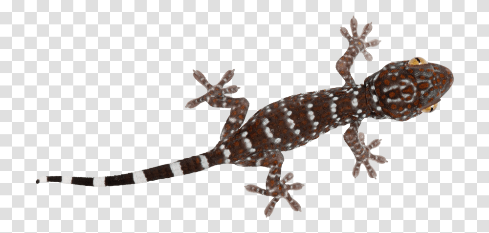 Turkish Gecko Turkish Gecko, Lizard, Reptile, Animal, Antelope Transparent Png