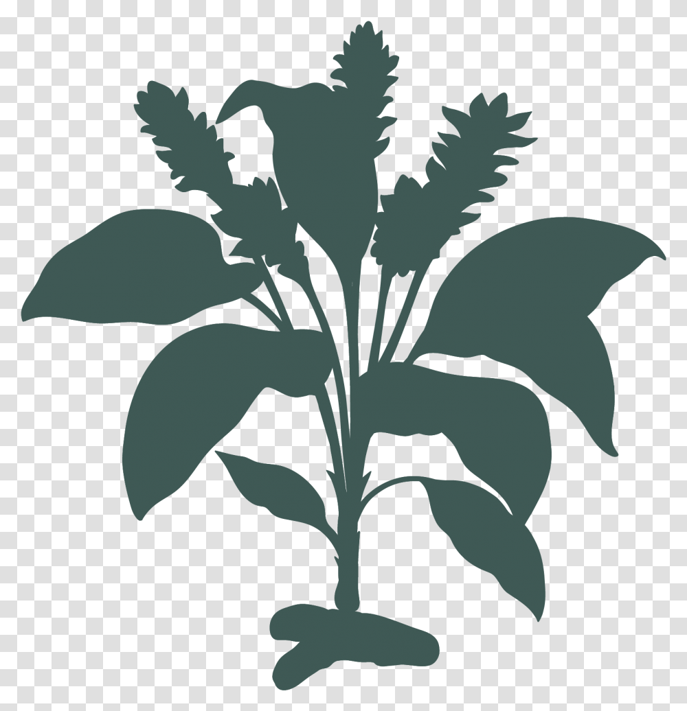 Turmeric Plant Download Turmeric Plant Turmeric Diagram, Leaf, Green, Vegetable, Food Transparent Png