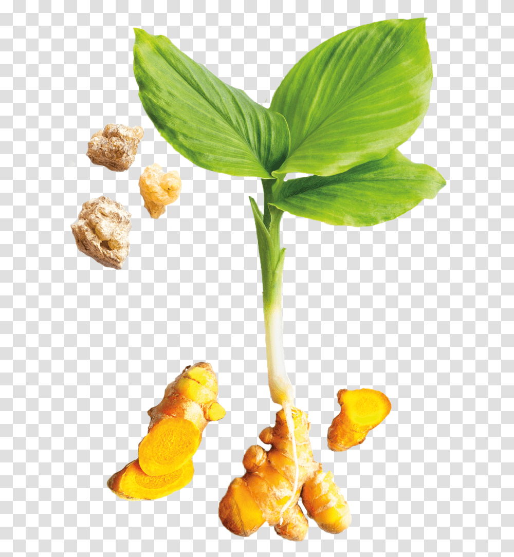 Turmeric Plant Image, Fungus, Sprout, Leaf, Flower Transparent Png