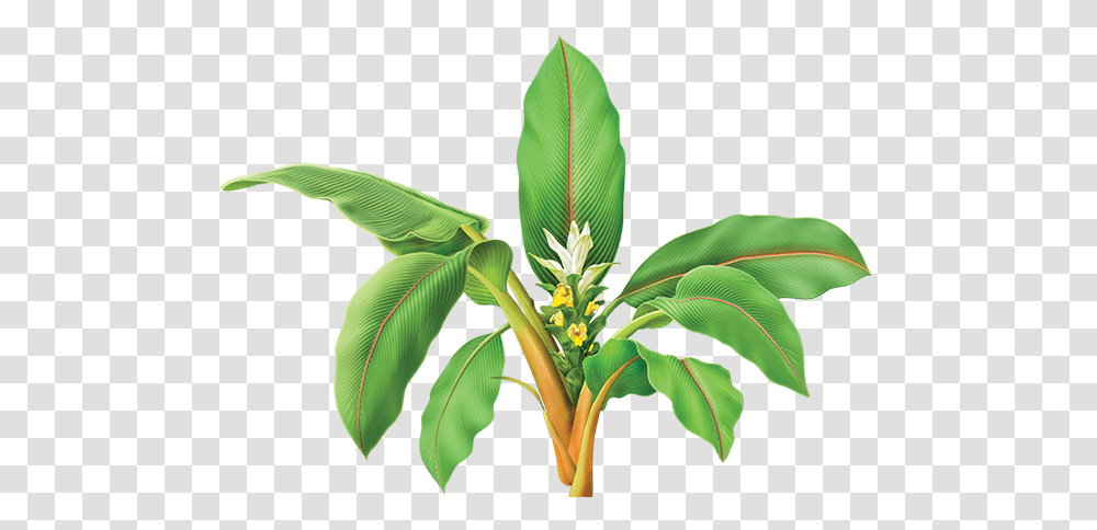 Turmeric Plant, Leaf, Green, Vegetation, Tree Transparent Png