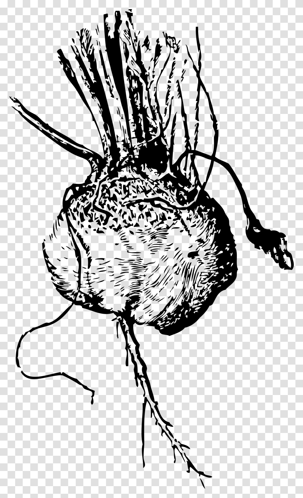 Turnip Beet Clip Arts Vector Black And White Beetroot, Gray, World Of Warcraft Transparent Png