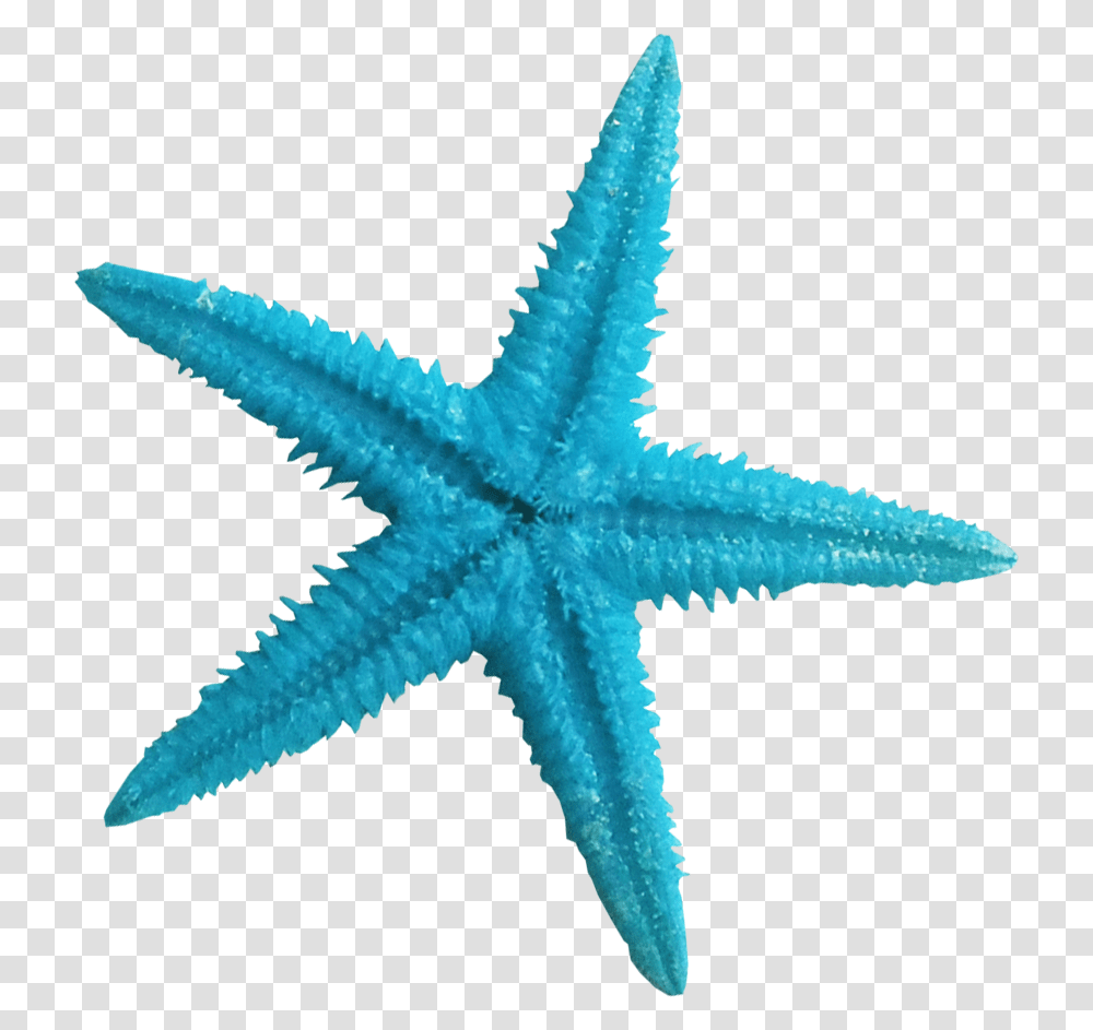 Turquoise Clipart Blue Starfish Starfish, Invertebrate, Sea Life, Animal Transparent Png
