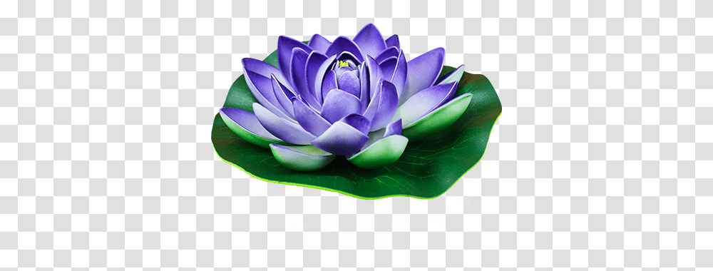 Turquoise Lotus Floating Flower Skylantern Original Purple Water Lily Clipart, Plant, Blossom, Pond Lily, Petal Transparent Png